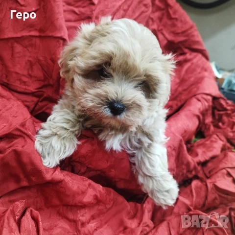 малтипу , снимка 8 - Пудели - 53601593