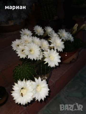 Цъфтящ кактус Ехинопсис (Echinopsis eyriesii) различни големини, снимка 5 - Градински цветя и растения - 21695497