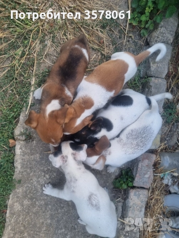 Джак Ръсел малки кученца