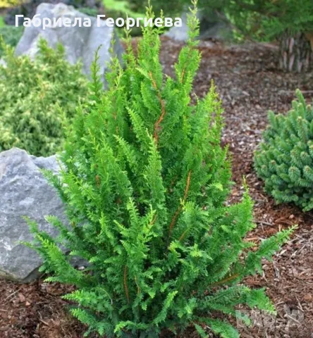 Хамаципарис "Теди Беар"