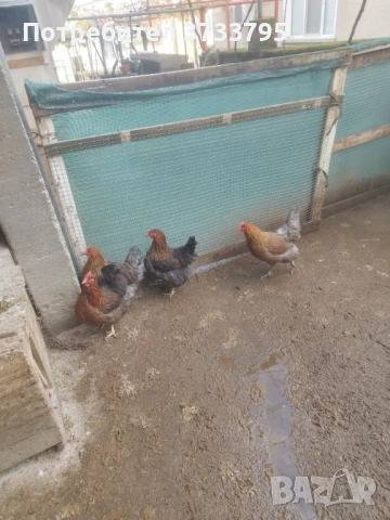 Катунски кокошки 