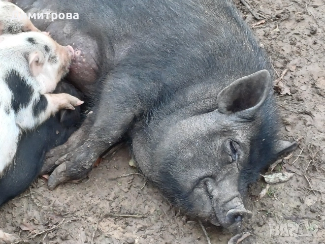 Свиня майка, виетнамско прасе, снимка 2 - Прасета - 52367738