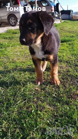 Подарявам гончета 2 броя на 2 месеца и половина.