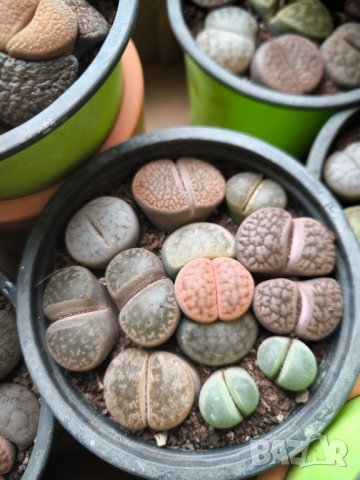 Lithops/живи камъчета/, снимка 12 - Стайни растения - 39521079