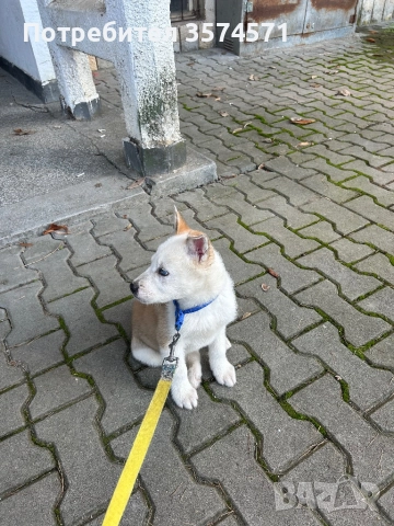 Малко кученце, снимка 5 - Други - 52805848