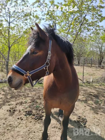 Кобила студенокръвна смесена , снимка 1