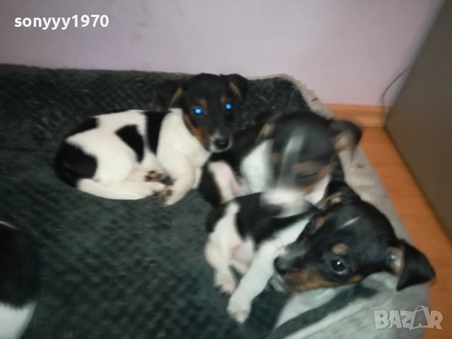 джак ръсел женски кутрета с паспорт и ваксина 1910251308, снимка 14 - Джак ръсел териер - 52105790