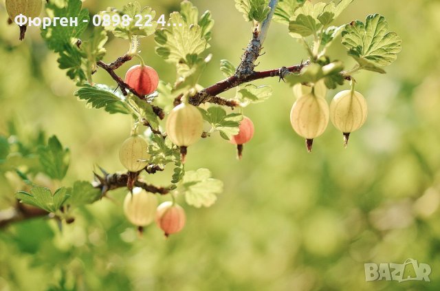 Цариградско грозде, Бодливо грозде Бяло и червено, снимка 3 - Разсади - 42940754