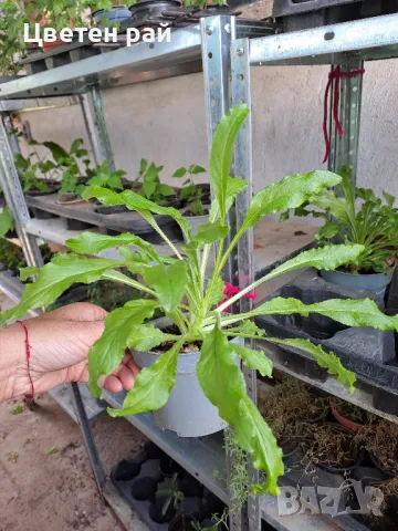 Кампанула камбанка и кампанула гломерата , снимка 5 - Градински цветя и растения - 50331205