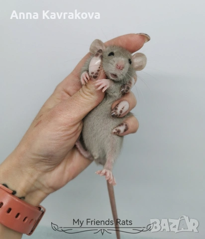 Декоративни плъхчета , снимка 6 - Други - 37326095