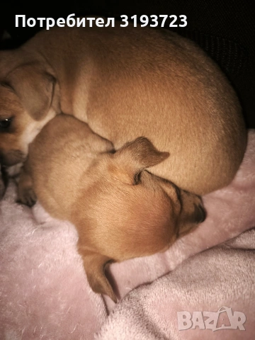 Малки пинчери бебета, снимка 2 - Пинчер - 53383854