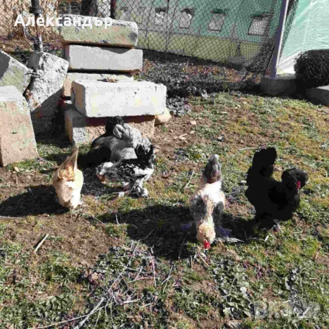 Струмски Бантам, снимка 5 - други­ - 49025276