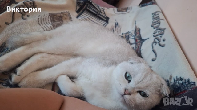 Котарак с порода клепоуха сребърна чинчила си търси женска , снимка 11 - Чинчили - 50580743