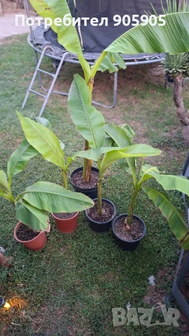 Студоустойчив банан, снимка 3 - Градински цветя и растения - 51402264