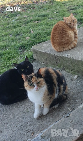 Черна котка на 6 месеца търси дом