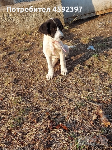 Подарявам кученца , снимка 2 - Други - 51754838