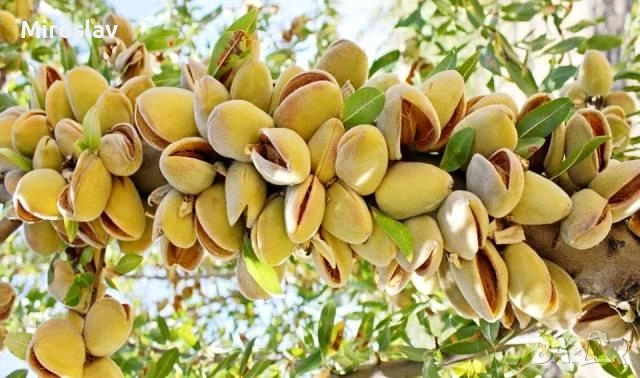 Бадем (Prunus dulcis)-150-160см., снимка 3 - Градински цветя и растения - 52372480