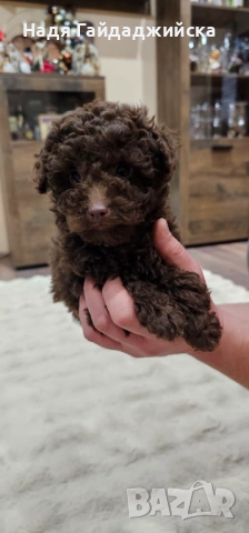 Пудел Мини! , снимка 2 - Пудели - 53126221