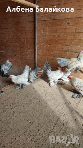 Холандски гащати кокошки, снимка 4 - други­ - 40833576