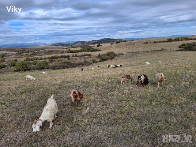 ярета на свободна паша, снимка 14 - Кози - 51962192