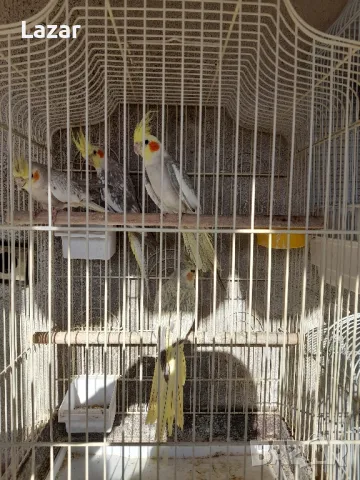 Продавам Корели, снимка 8 - Папагали - 48331873