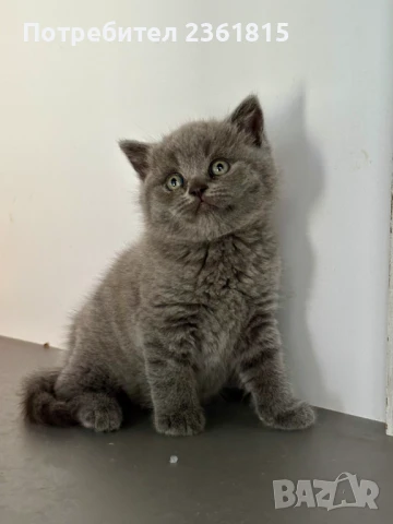 Чистокръвно мъжко синьо британче, снимка 10 - Британска късокосместа - 51088371