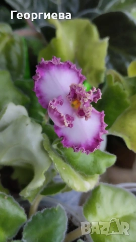 Сентполия, теменужка 