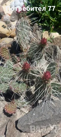 Различни видове студоустойчиви кактуси, снимка 6 - Градински цветя и растения - 48893287