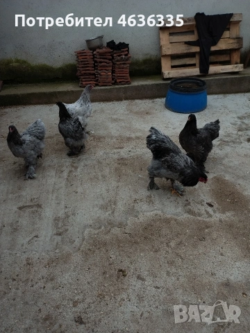 Синя Брама, снимка 4 - Кокошки и пуйки - 53052616