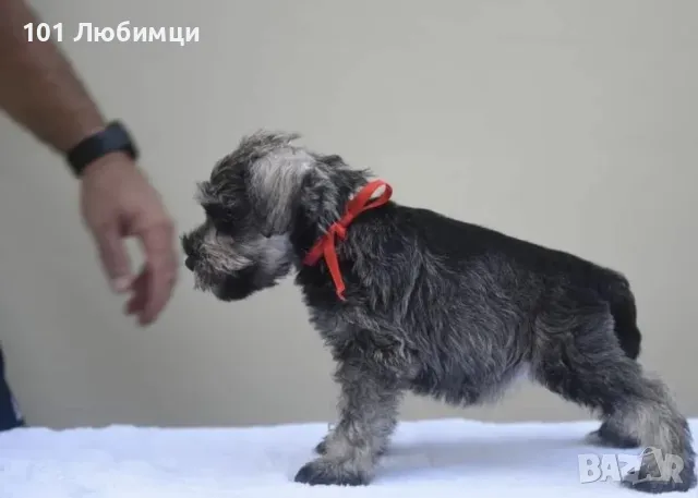 Мини Шнауцери сол пипер разцветка, снимка 2 - Други - 47450095