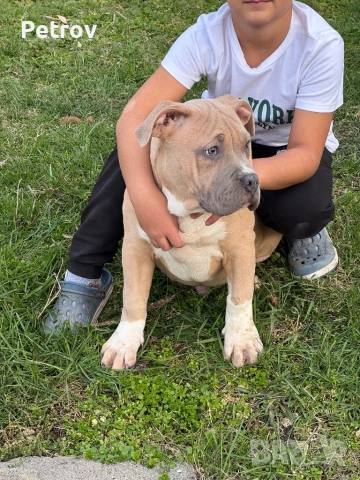 Американско були, снимка 3 - Питбул - 51911928