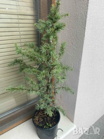 Атласки кедър