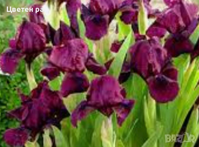 Ризоми на ириси микс цвят на късмет от показаните , снимка 6 - Градински цветя и растения - 51088604