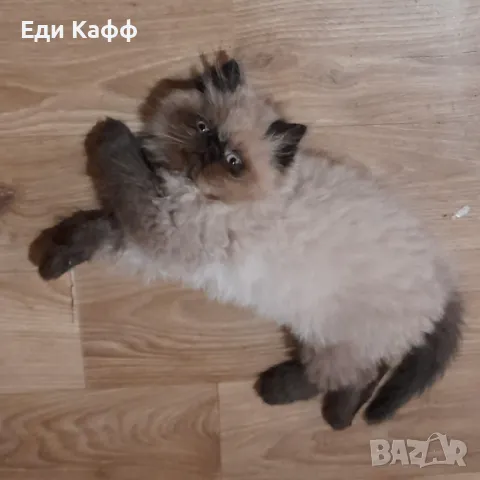 Продавам прекрасни персийски котенца , снимка 5 - Персийска - 50016785
