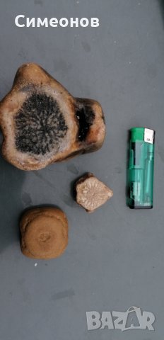 Фосили от морски животни, снимка 2 - Колекции - 34641067