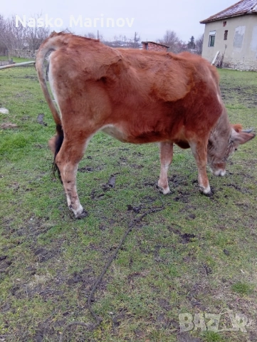 Заплодена джарсе 