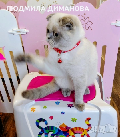 Шотландско момиче със сини очи. , снимка 12 - Британска късокосместа - 53291975