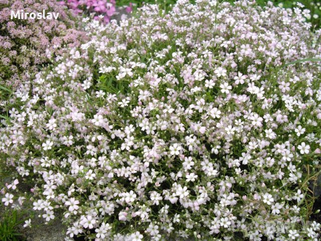Гипсофила(каскадна)-бяла и розова, снимка 4 - Градински цветя и растения - 38121803