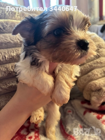 Мъжко йорки, снимка 13 - Йоркширски териер - 52553604