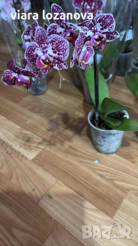 Различни цветя, снимка 3 - Стайни растения - 53278464