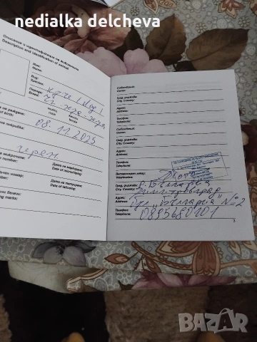 чихуахуа мини , снимка 5 - За кучета - 53293494