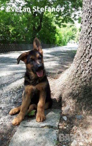 Немска овчарка, снимка 10 - Немска овчарка - 35397071