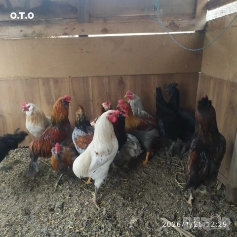 Петли Аракуана, стават и за клане.От 2 до 3кг, снимка 3 - Кокошки и пуйки - 53220295