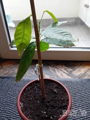 Семена и разсади различни видове, снимка 10 - Разсади - 35847760