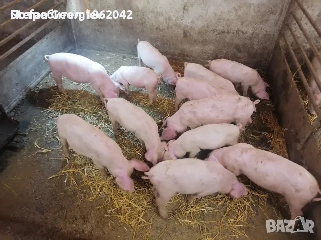 малки прасета хранят се добре0888812853