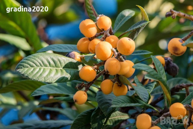 Японска мушмула (Eriobotrya japonica, Loquat), снимка 1 - Разсади - 39759551