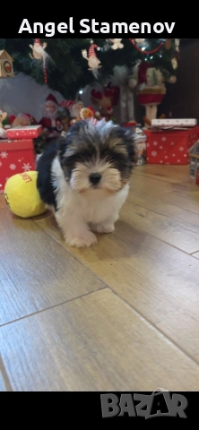 Йорки бивер териер,две момченца!, снимка 3 - Йоркширски териер - 52850201