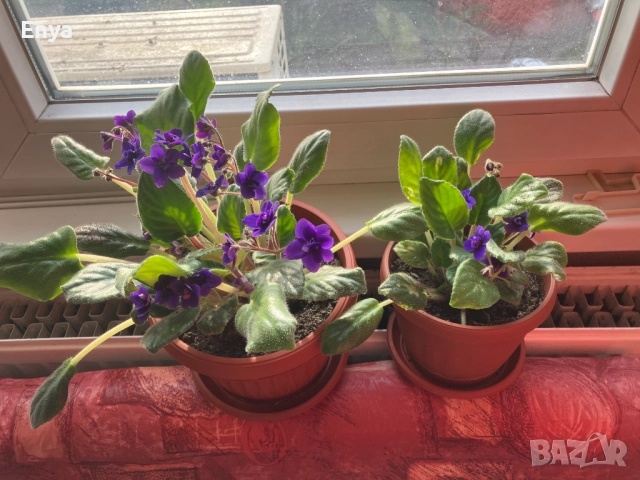 Виолетови теменужки в саксия