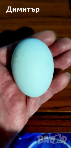 Разплодни яйца от сребриста Араукана , снимка 5 - други­ - 28548064