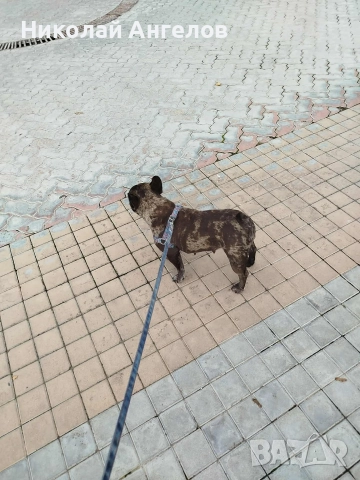 продава се женска от породата френски булдог, снимка 4 - Френски булдог - 52795583